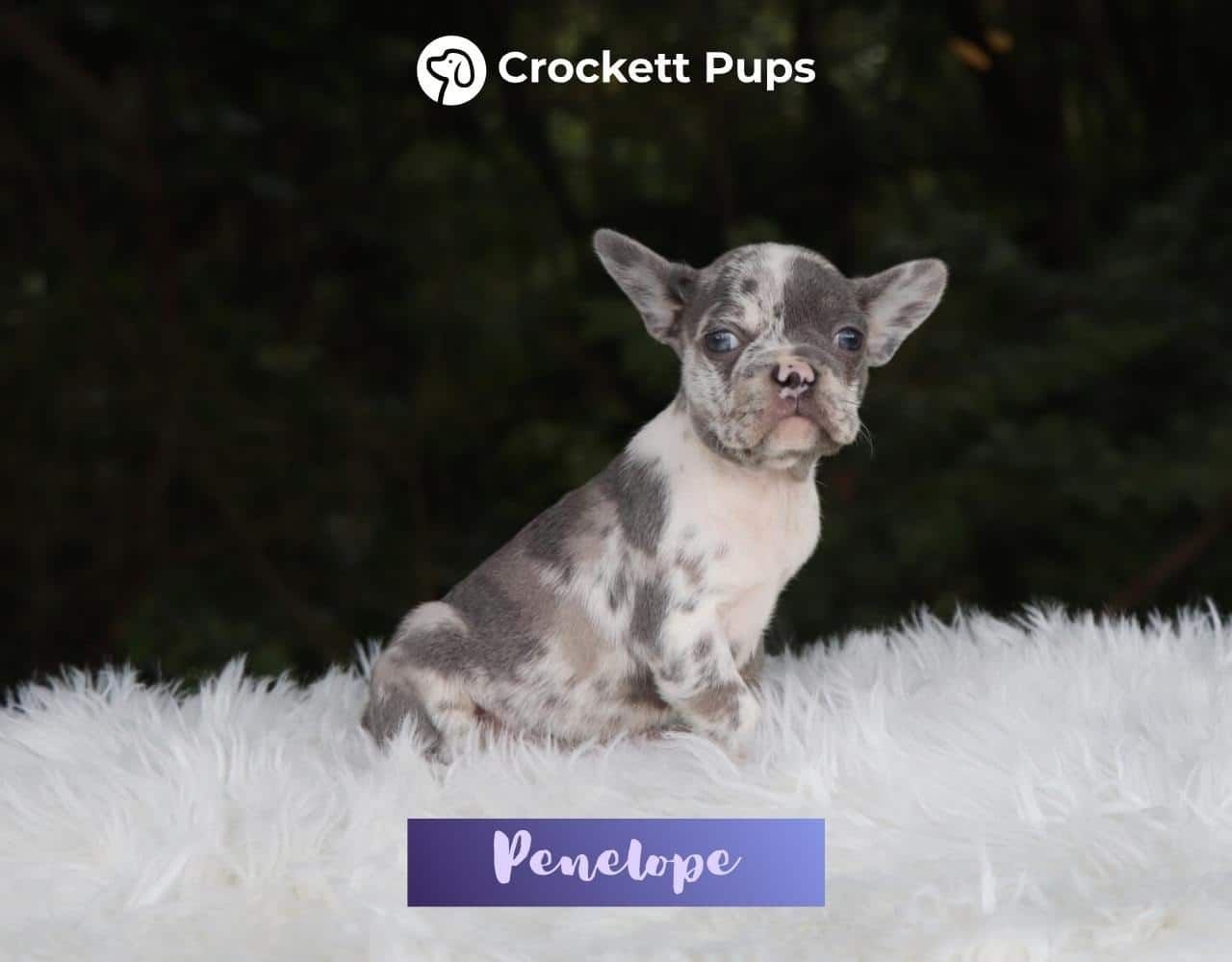 Female Frenchton Pup - Penelope