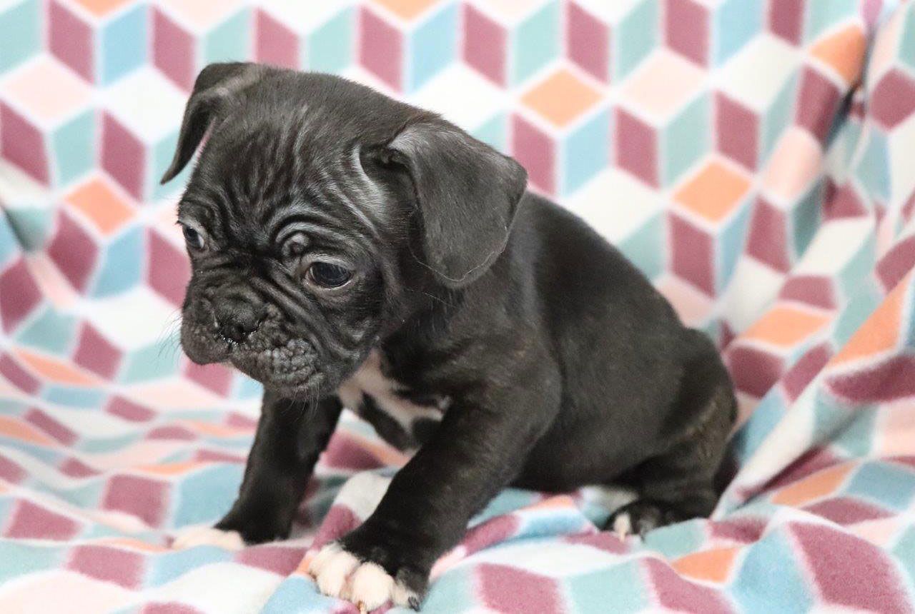 Male Frenchton Pup - Teller