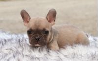 Female Frenchton Pup - Christy