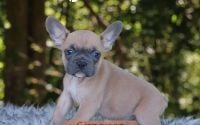 Male Frenchton Pup - Cinnamon