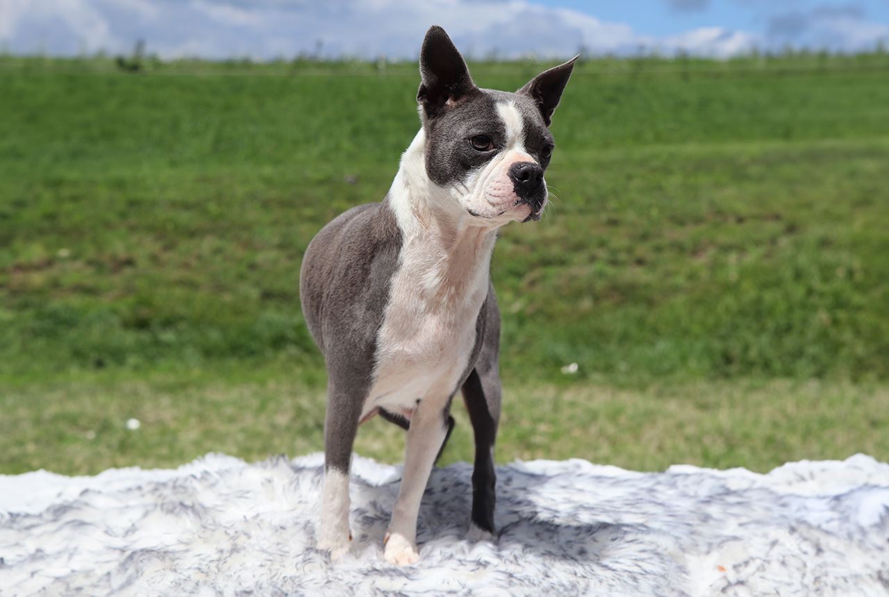 Daisy, 21 lb Boston Terrier