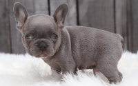 Male Frenchton Pup - Joshua