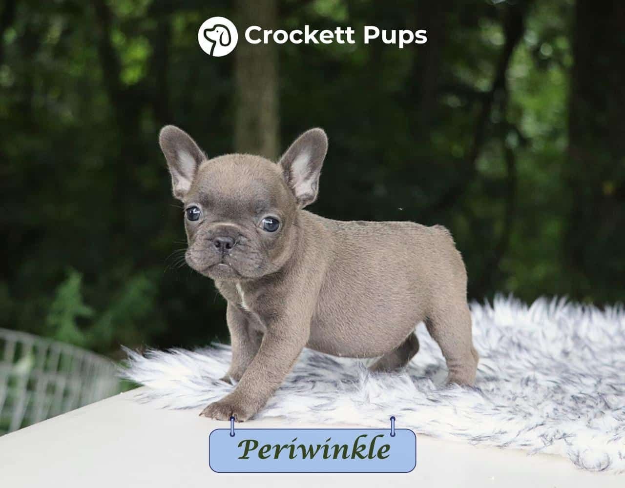 Female Frenchton Pup - Periwinkle