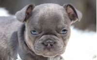 Male Frenchton Pup - Charles