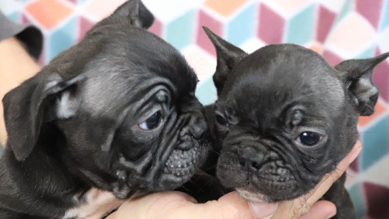 F1b Frenchtons