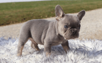 Male Frenchton Pup - Ephraim