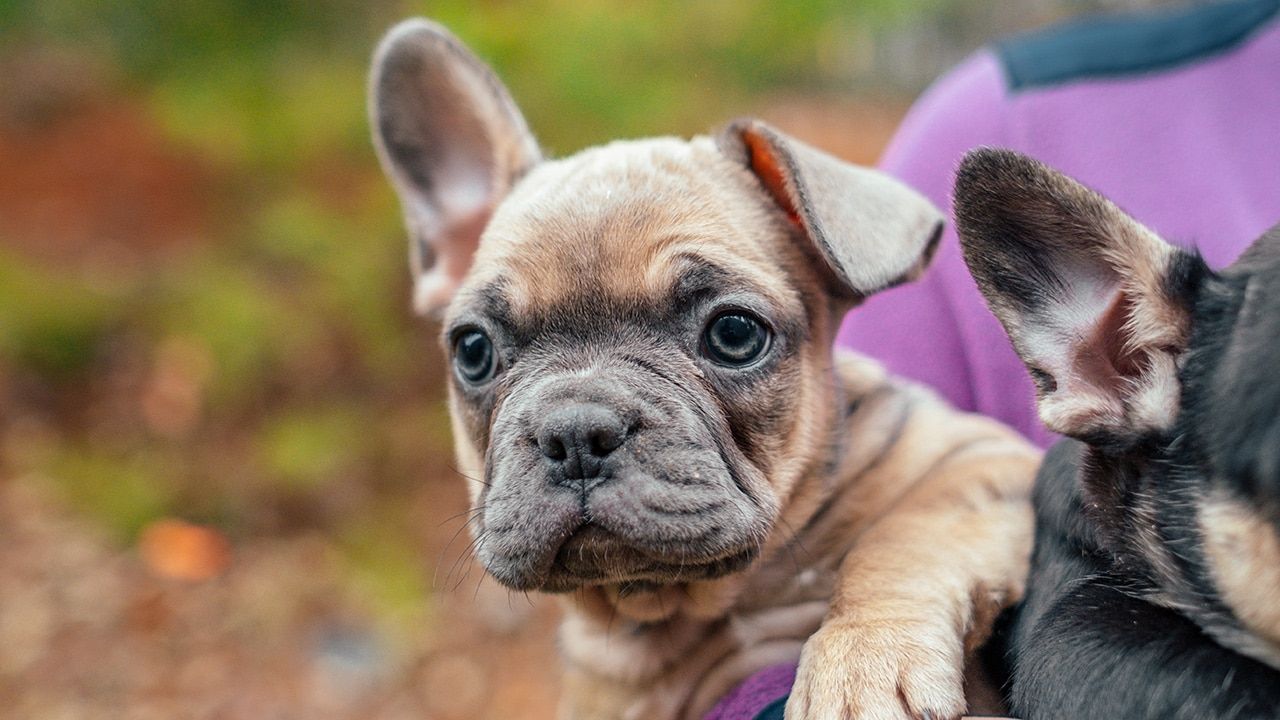 Frenchton Gingerbread hanging out
