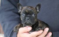 Brindle Frenchton Puppy Snuggles
