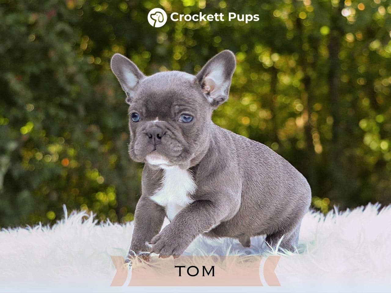 Male Frenchton Pup - Tom