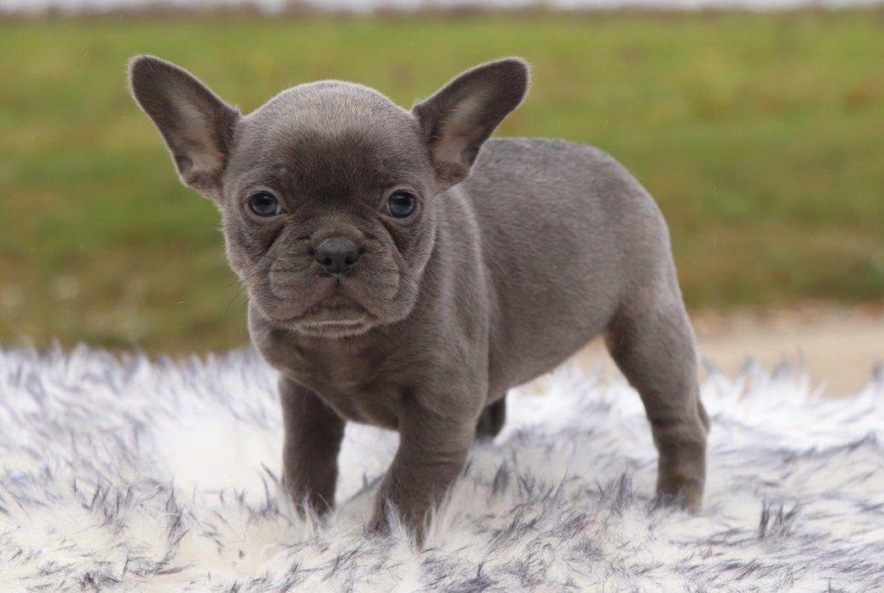 Female Frenchton Pup - Zoey