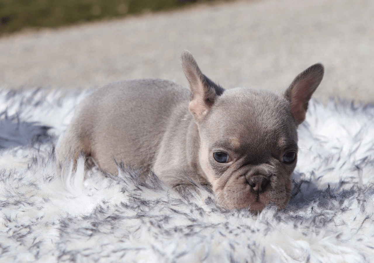 Male Frenchton Pup - Daniel