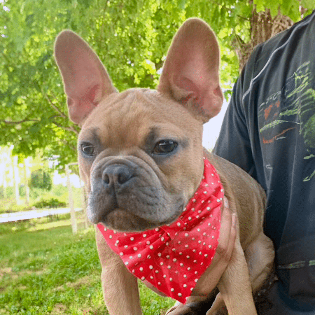 Frenchton Caleb