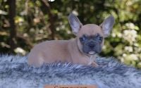 Male Frenchton Pup - Cinnamon