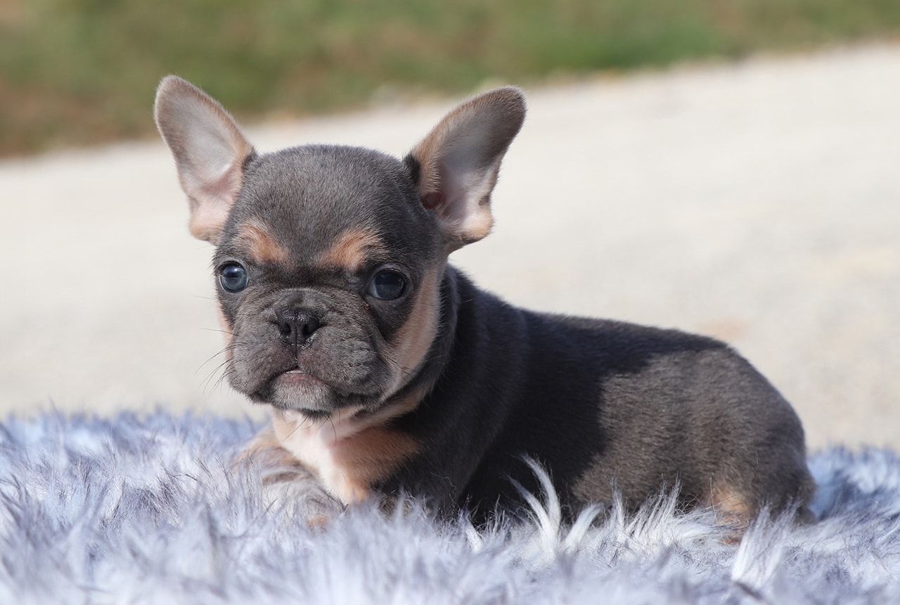 Male Frenchton Pup - Dasher