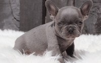 Male Frenchton Pup - Joshua