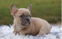 Male Frenchton Pup - Hugo