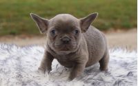 Female Frenchton Pup - Lolli