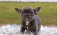 Male Frenchton Pup - Kobe