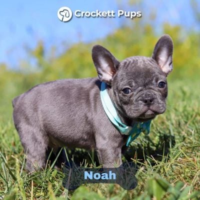 Male Frenchton Pup - Noah