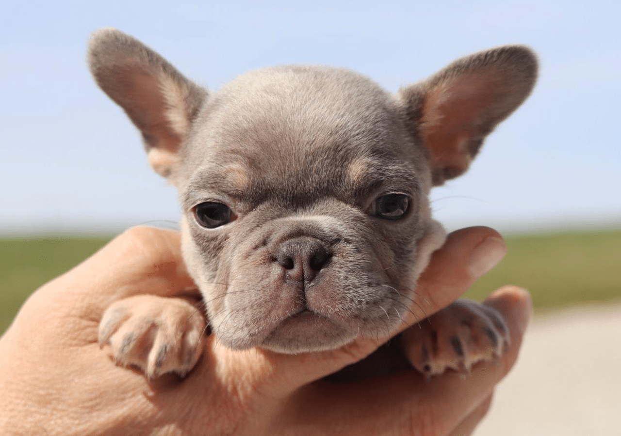 Male Frenchton Pup - Daniel