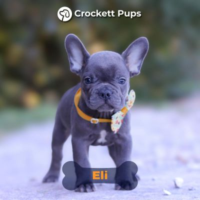 Male Frenchton Pup - Eli