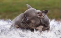 Male Frenchton Pup - Knox