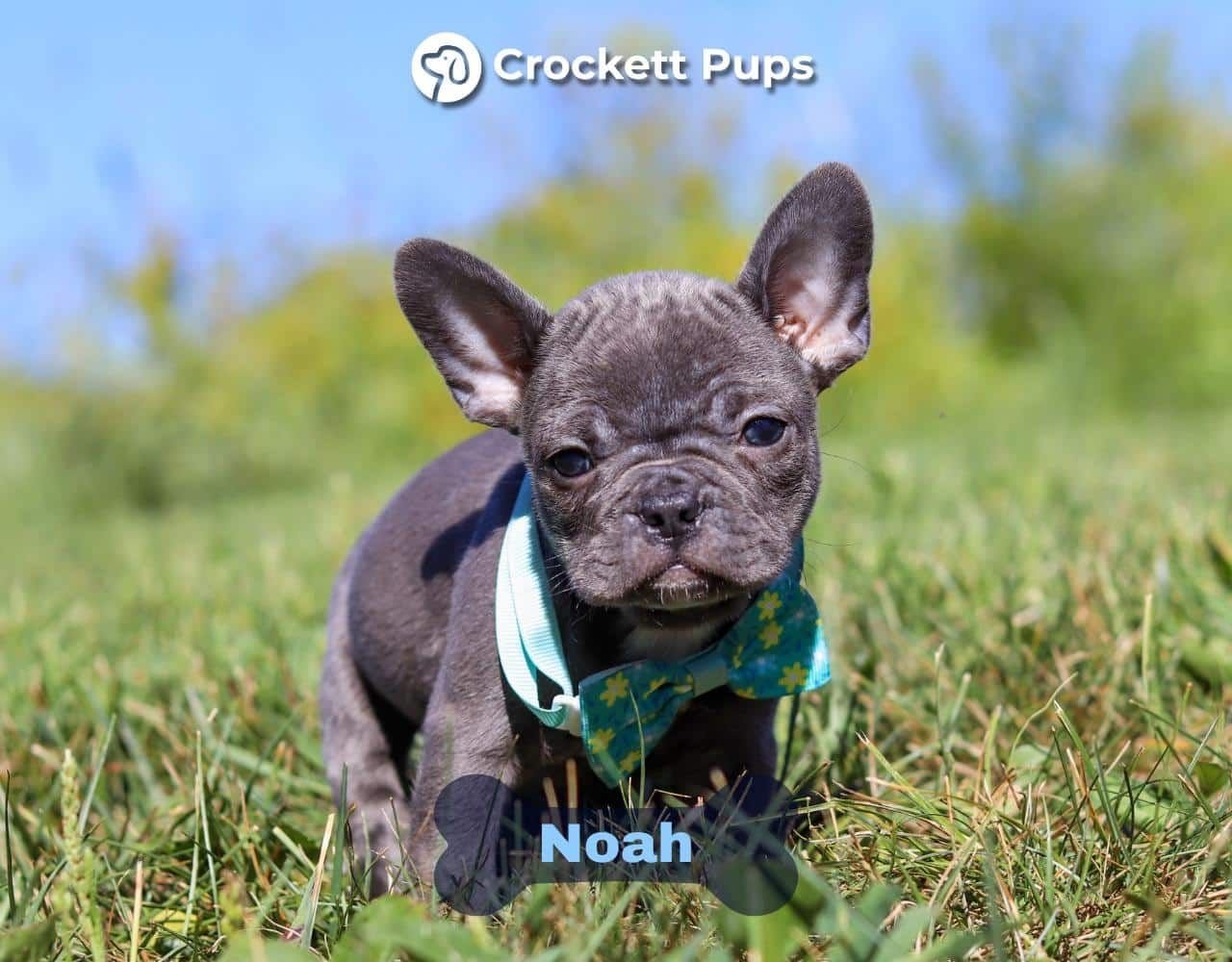 Male Frenchton Pup - Noah