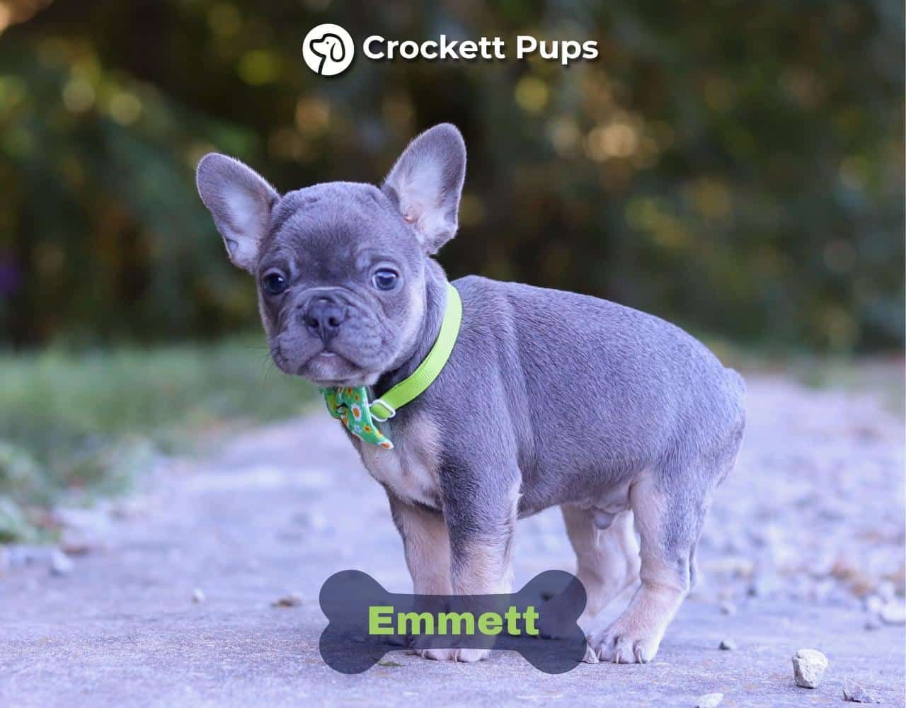 Male Frenchton Pup - Emmett