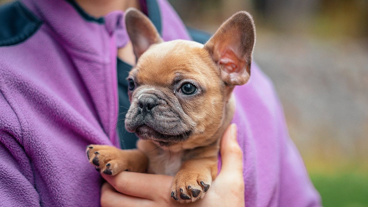 Frenchton Fudge cuddling