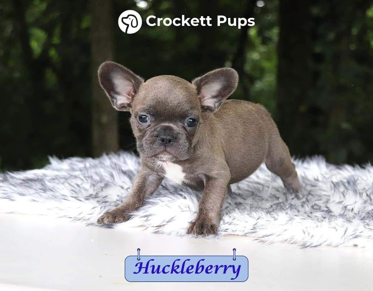 Male Frenchton Pup - Huckleberry