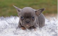 Male Frenchton Pup - Knox