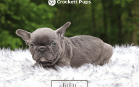 Male Frenchton Pup - Bleu