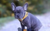Male Frenchton Pup - Eli