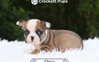 Female Frenchton Pup - Orca