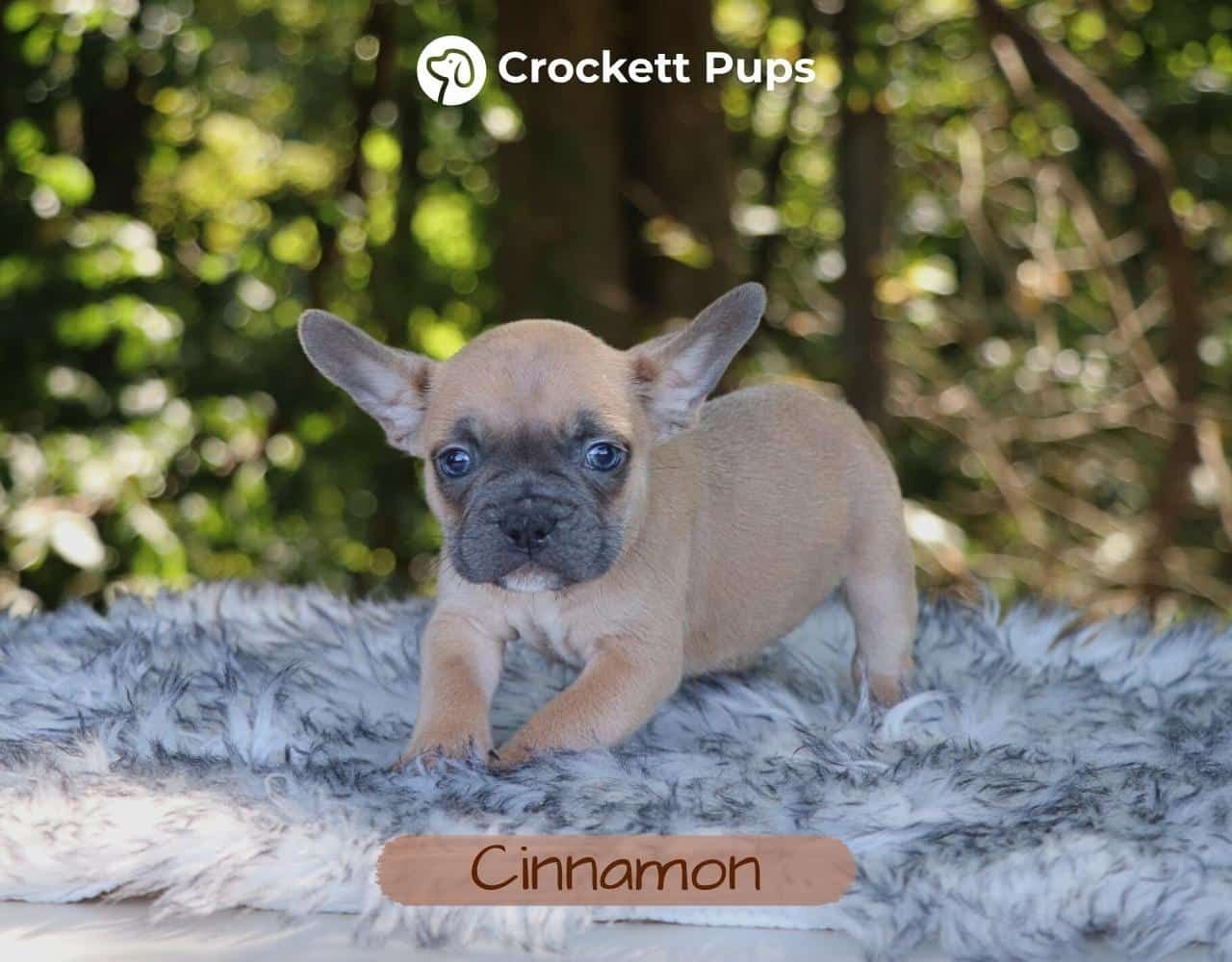 Male Frenchton Pup - Cinnamon