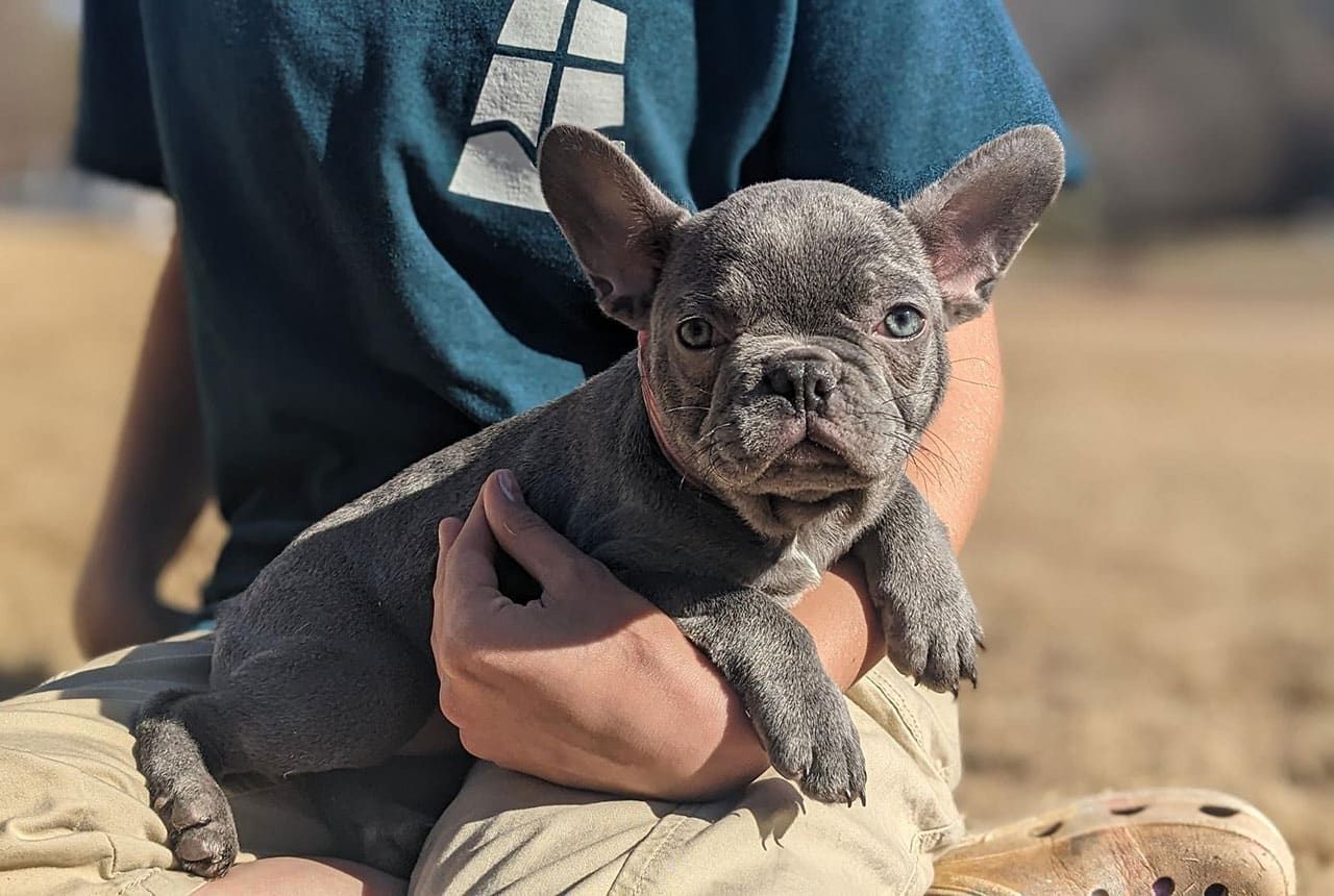 Frenchton Holly