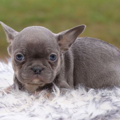 Male Frenchton Pup - Knox