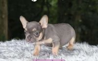 Female Frenchton Pup - Azalea