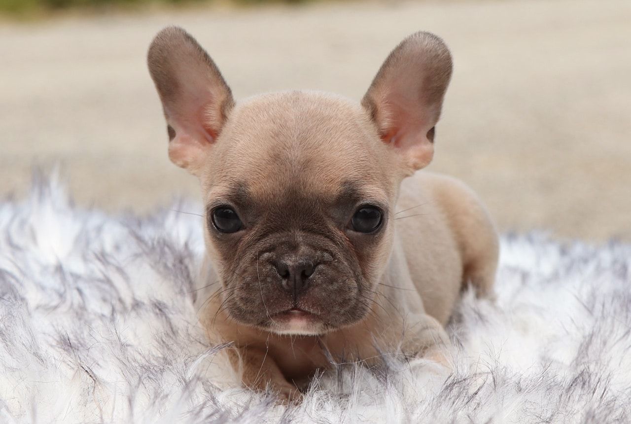 Female Frenchton Pup - Christy
