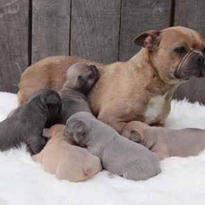 Frenchton Litter of Six