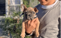 Frenchton puppy Chip