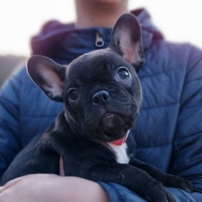 Frenchton Pup Belle