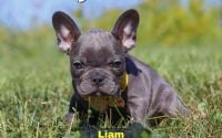 Male Frenchton Pup - Liam