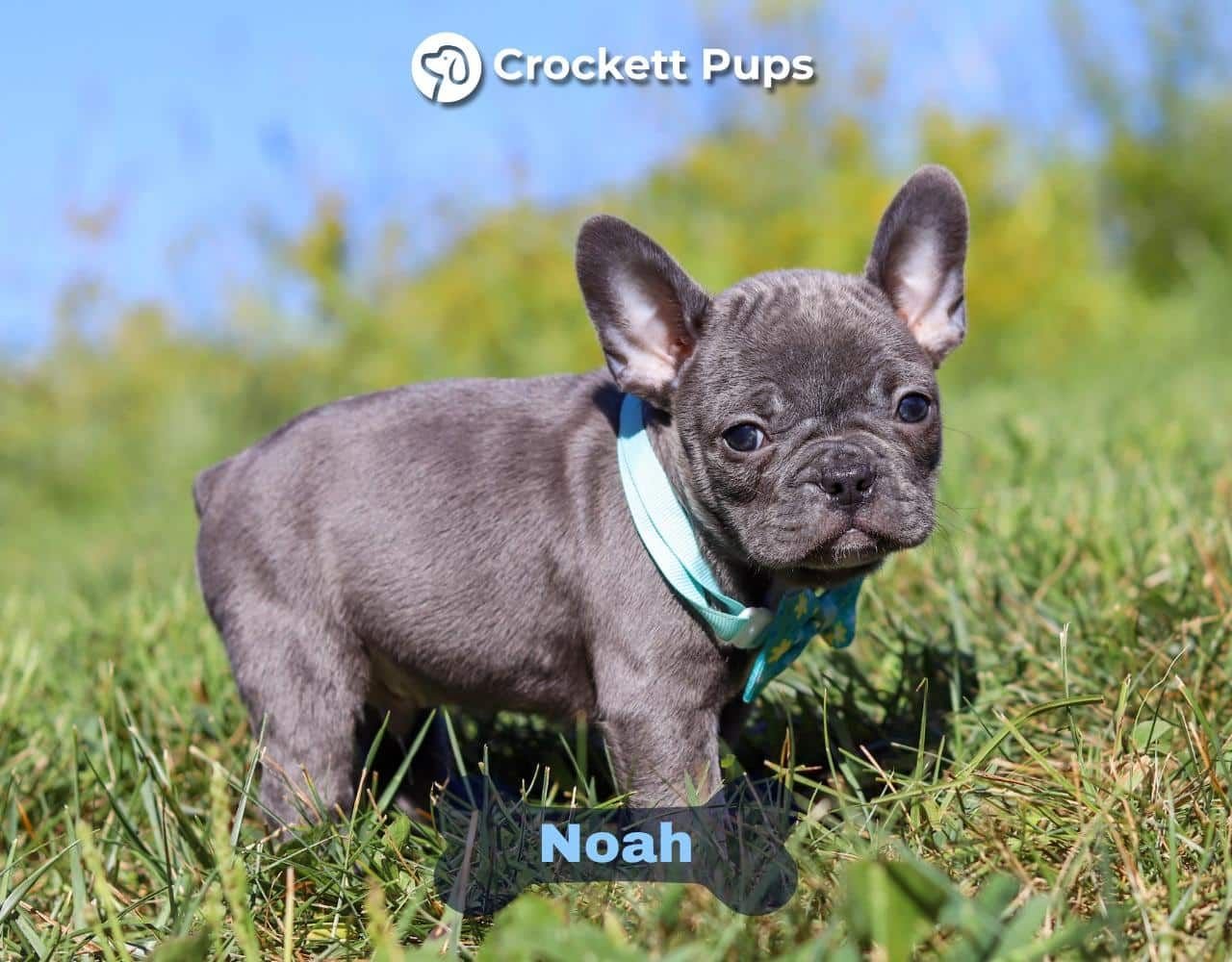 Male Frenchton Pup - Noah