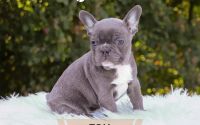 Male Frenchton Pup - Tom