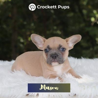Male Frenchton Pup - Mason