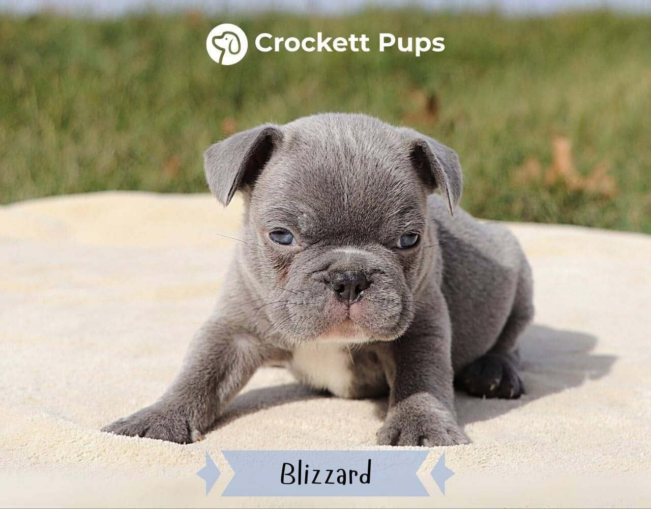 Male Frenchton Pup - Blizzard