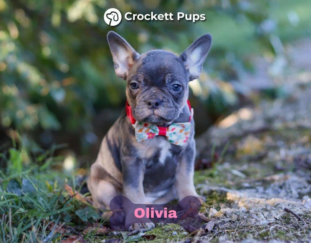 Female Frenchton Pup - Olivia