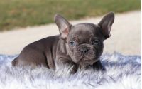 Female Frenchton Pup - Snowflake