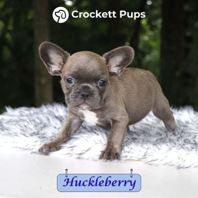Male Frenchton Pup - Huckleberry